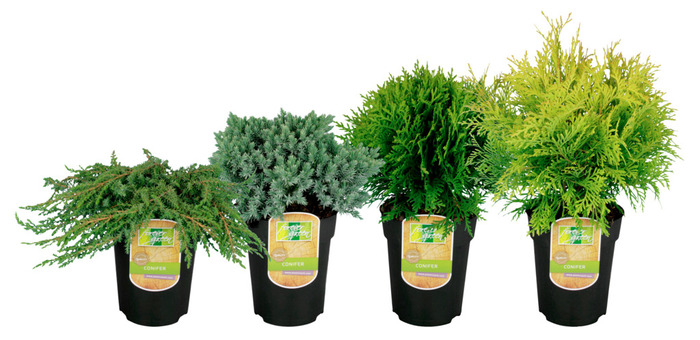 Småcypress Mix 'Conifera' Ø15 cm